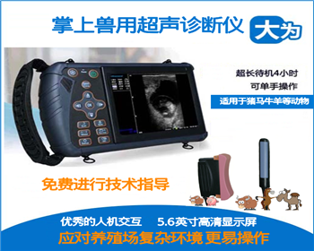 给马做b超
